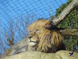 Tiergarten Schönbrunn am 27.01.2026